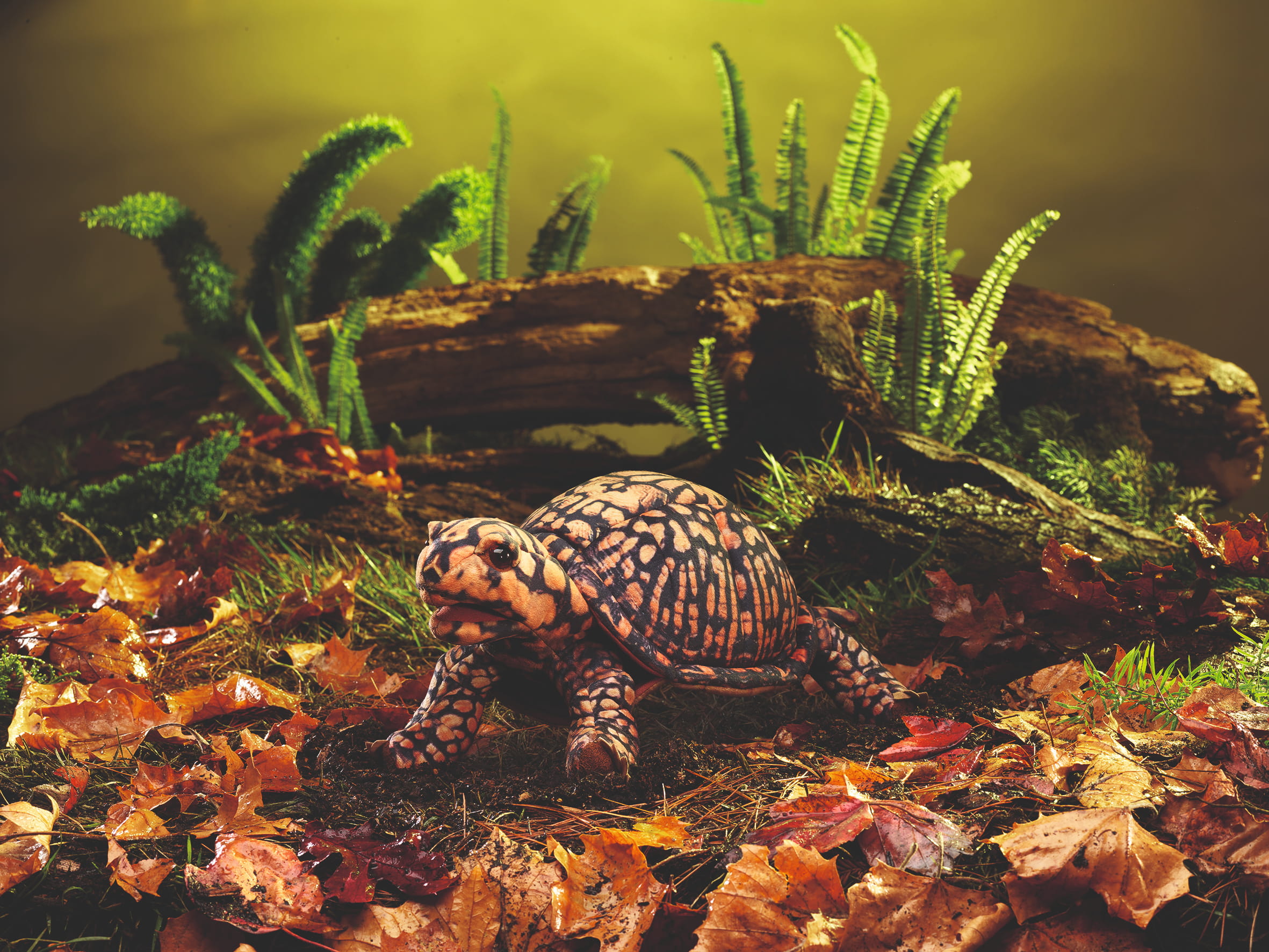 Folkmanis Dosenschildkröte